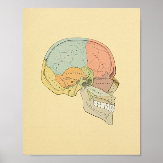 Anatomy Print van Human Skull Grey (Voorkant)