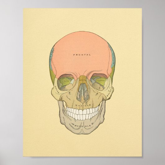 Anatomy Print van Human Skull Grey (Voorkant)