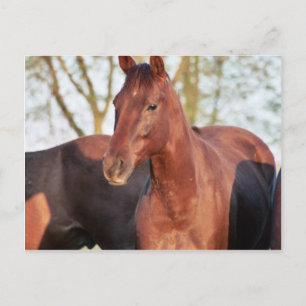 ANB Gotalil Gumption Briefkaart