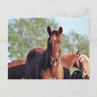 ANB Gotalil Gumption Briefkaart