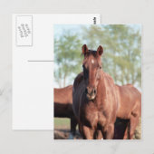 ANB Gottalil Gumption Briefkaart (Voorkant / Achterkant)