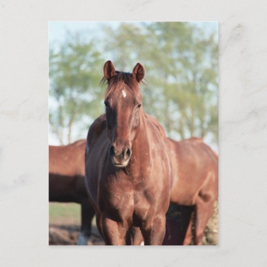 ANB Gottalil Gumption Briefkaart (Voorkant)