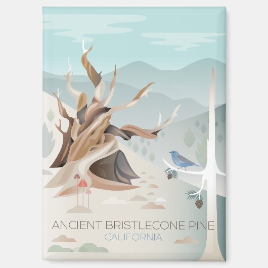Ancien aimant Réfrigérateur de pin de Bristlecone (Recto)