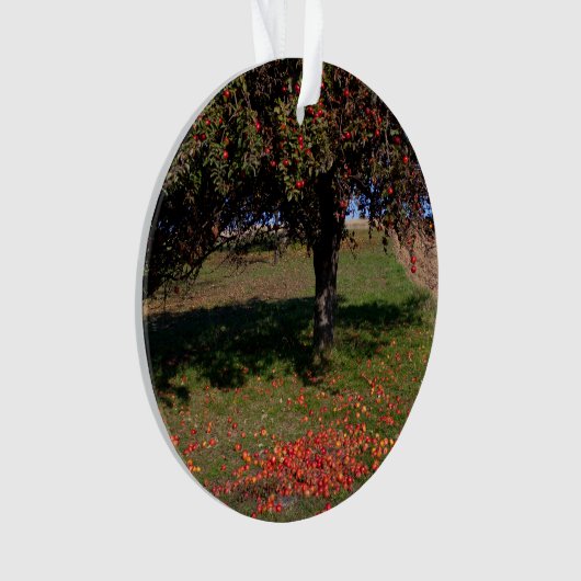 Ancien arbre à pomme (devant)