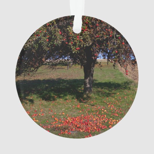 Ancien arbre à pomme (dos)