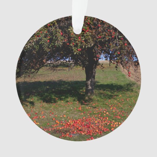 Ancien arbre à pomme (devant)