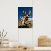 Ancien Bristlecone Impression, Poster de valeur Pa (Cuisine)