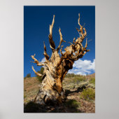 Ancien Bristlecone Impression, Poster de valeur Pa (Devant)