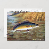 Ancienne carte postale - Basse noire (Devant / Derrière)