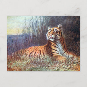 Ancienne carte postale - Bengale Tiger