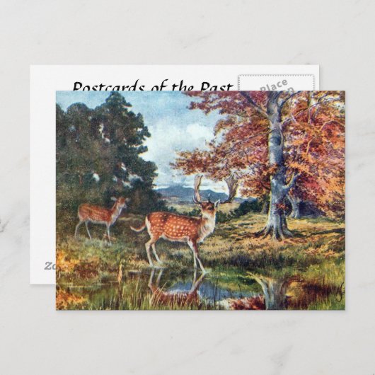 Ancienne carte postale - Cerf en jachère (Devant / Derrière)