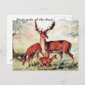 Ancienne carte postale - Cerf en jachère (Devant / Derrière)