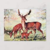 Ancienne carte postale - Cerf en jachère (Devant)