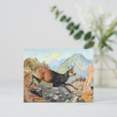 Ancienne carte postale - Chèvre chamois (Debout devant)