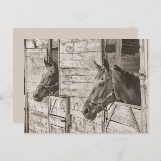 ancienne carte postale de chevaux stables (Devant / Derrière)