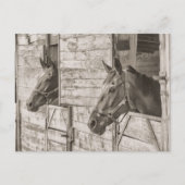 ancienne carte postale de chevaux stables (Devant)