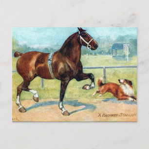 Ancienne carte postale - Hackney Stallion