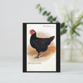 Ancienne carte postale - Minorque Noire Hen (Debout devant)