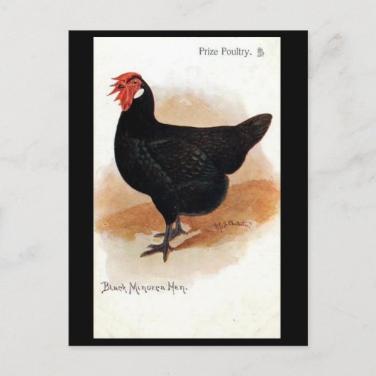 Ancienne carte postale - Minorque Noire Hen (Devant)