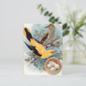 Ancienne carte postale - Oriole dorée (Debout devant)