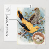 Ancienne carte postale - Oriole dorée (Devant / Derrière)