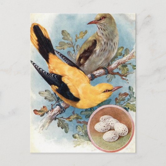 Ancienne carte postale - Oriole dorée (Devant)