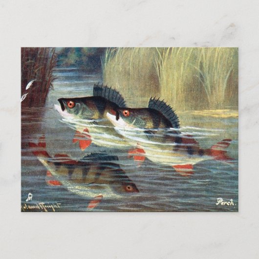 Ancienne carte postale - Perche (Devant)