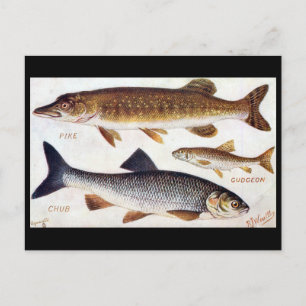 Ancienne carte postale - Pike, Gudgeon et Chub