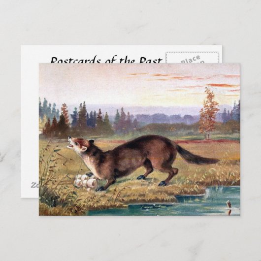 Ancienne carte postale - Pine Marten (Devant / Derrière)