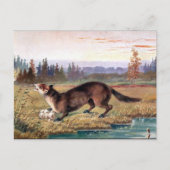 Ancienne carte postale - Pine Marten (Devant)
