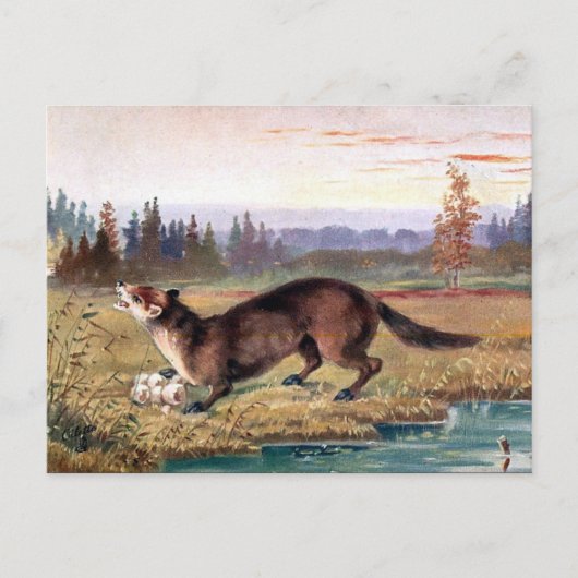 Ancienne carte postale - Pine Marten (Devant)