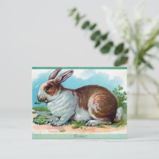 Ancienne carte postale - Rabbit (Debout devant)