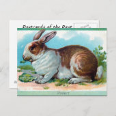 Ancienne carte postale - Rabbit (Devant / Derrière)