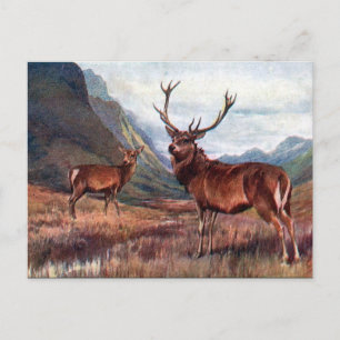 Ancienne carte postale - Red Deer