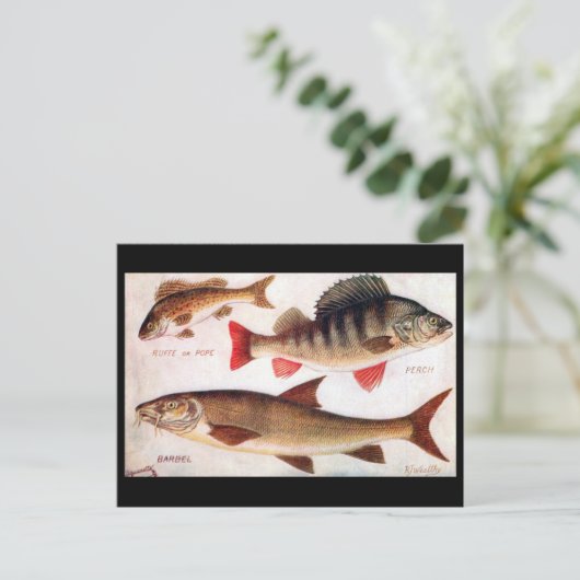 Ancienne carte postale - Ruffe, Perch et Barbel (Debout devant)
