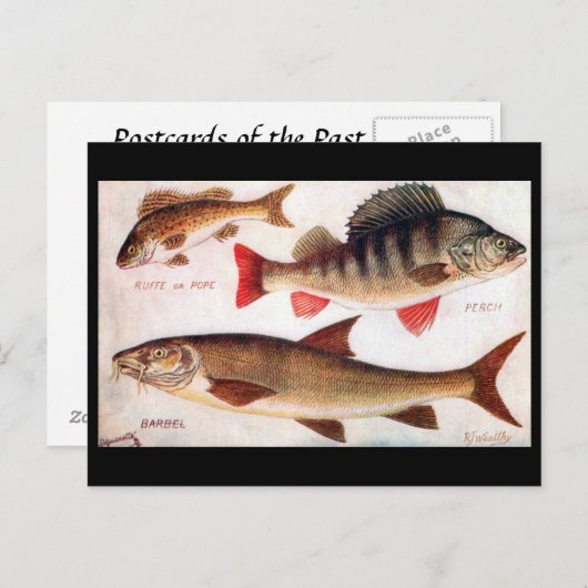 Ancienne carte postale - Ruffe, Perch et Barbel (Devant / Derrière)