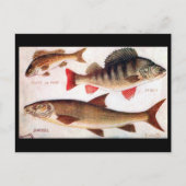 Ancienne carte postale - Ruffe, Perch et Barbel (Devant)