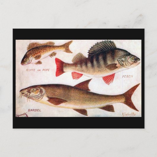 Ancienne carte postale - Ruffe, Perch et Barbel (Devant)