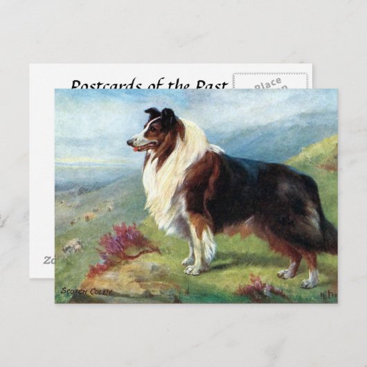 Ancienne carte postale - Scotch Collie (Devant / Derrière)