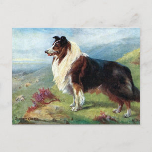 Ancienne carte postale - Scotch Collie