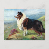 Ancienne carte postale - Scotch Collie (Devant)