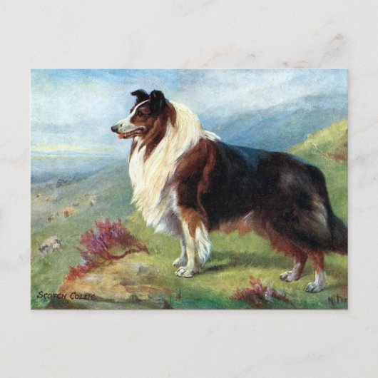 Ancienne carte postale - Scotch Collie (Devant)