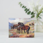 Ancienne carte postale - Shetland Ponies (Debout devant)