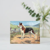 Ancienne carte postale - Smooth Haired Collie (Debout devant)