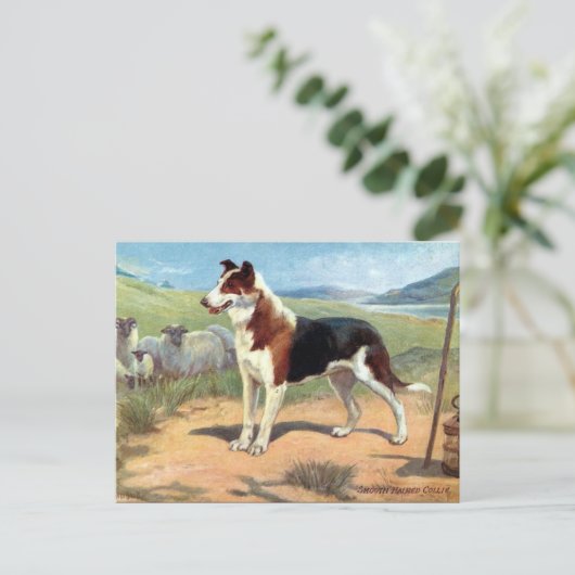 Ancienne carte postale - Smooth Haired Collie (Debout devant)