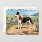 Ancienne carte postale - Smooth Haired Collie (Devant / Derrière)