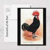 Ancienne Carte Postale - Un Coq Minorque Noir (Devant / Derrière)