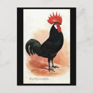 Ancienne Carte Postale - Un Coq Minorque Noir