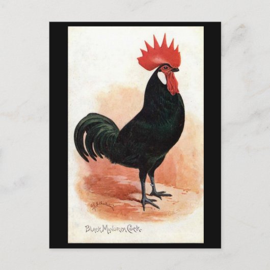 Ancienne Carte Postale - Un Coq Minorque Noir (Devant)