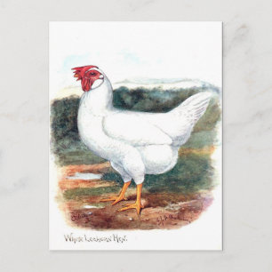 Ancienne carte postale - Whire Leghorn Hen